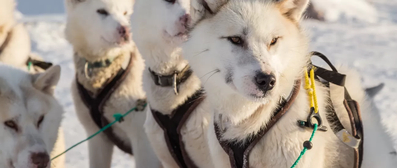 Line of alert Greenland sled dogs