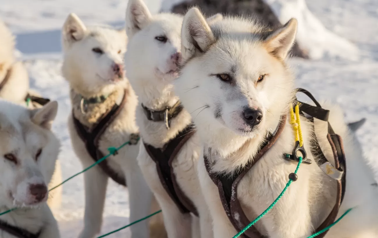 Line of alert Greenland sled dogs