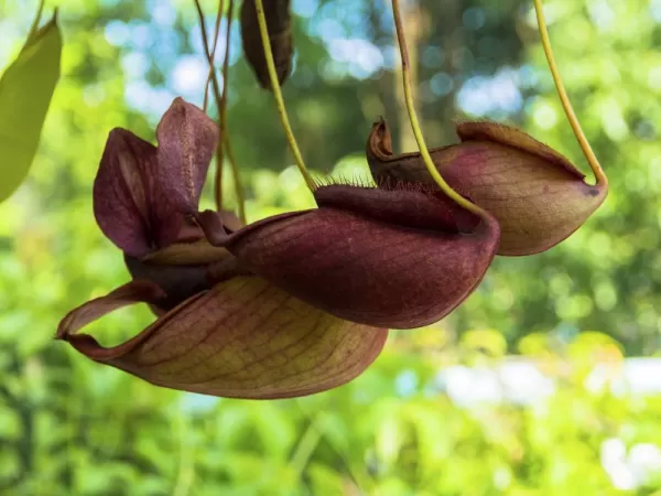 Pitcher plants in the jungle