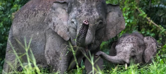 Pygmy elephants in the wild
