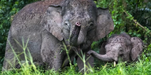Pygmy elephants in the wild