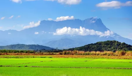 Rice paddy with Mt. Kinabalu view. Kota Belud, Sabah
