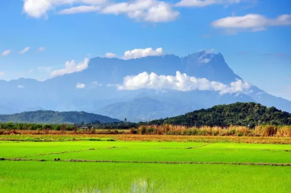 Rice paddy with Mt. Kinabalu view. Kota Belud, Sabah
