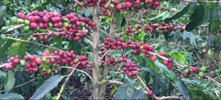 Abundant coffee plant in Colombia