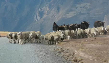 Sheep Herder in the Sacred Valley