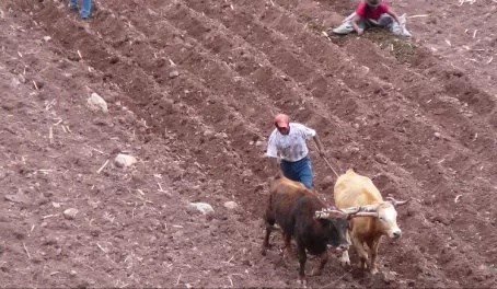 Farming in Peru
