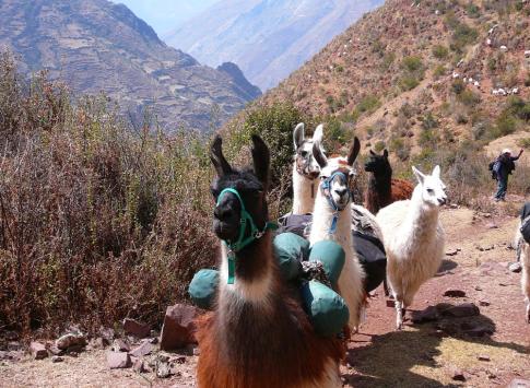 The Llama Train