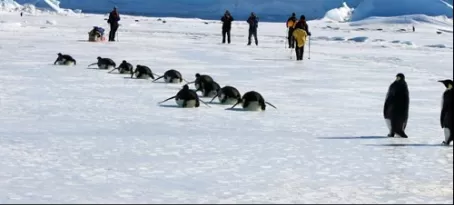 Penguin slide