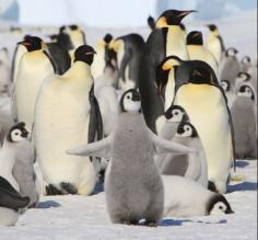 At the penguin colony