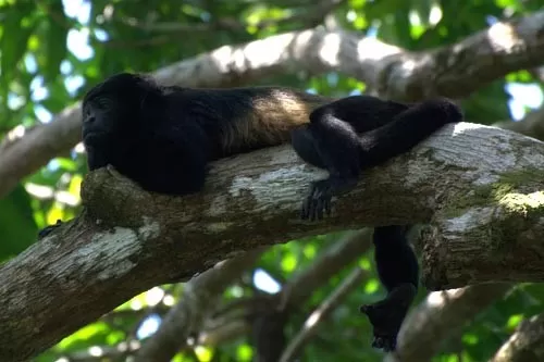 A monkey lounging in the rainforest