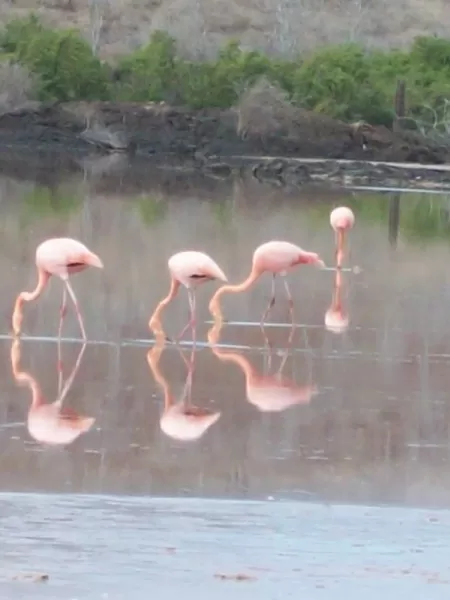 The Galapagos Islands