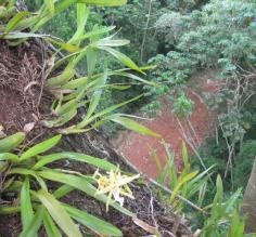 orchid in the tree