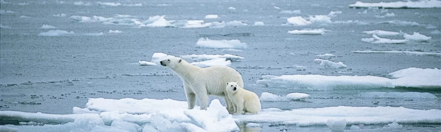 Polar Bears standing on a melting iceberg
