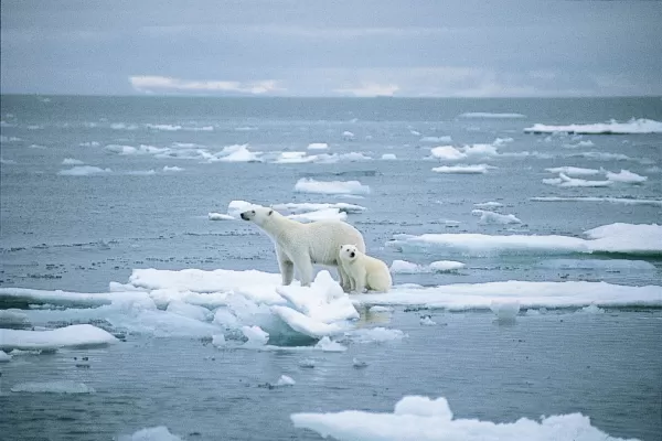 Polar Bears standing on a melting iceberg