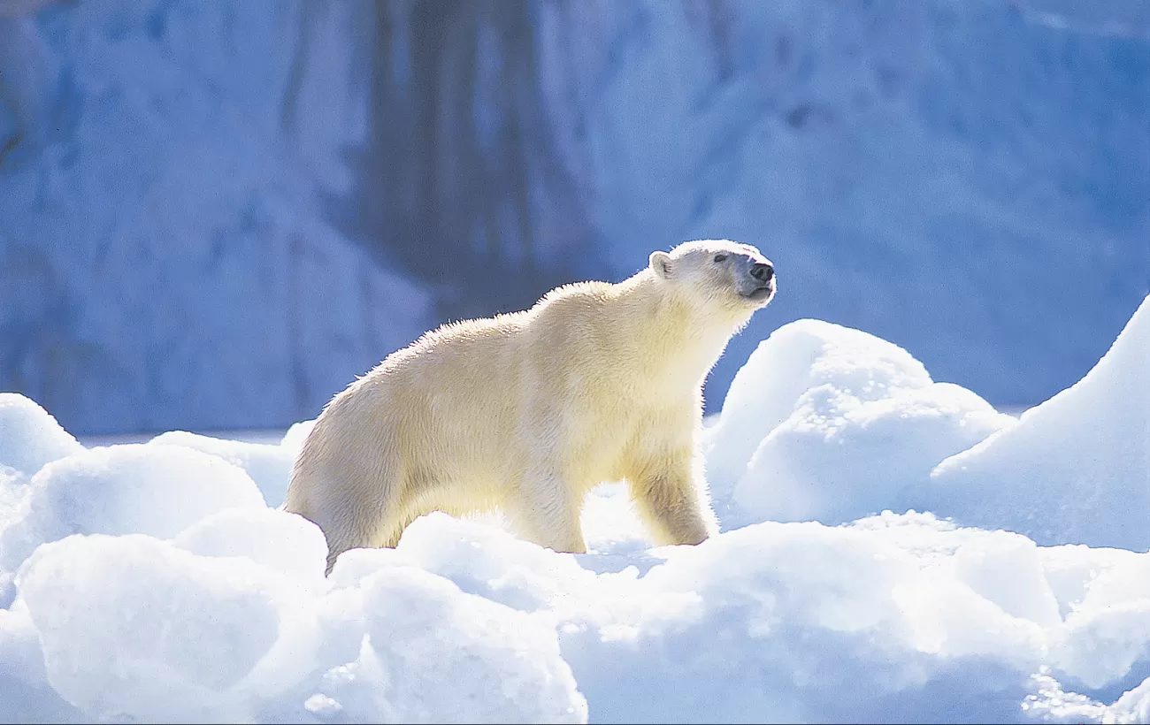 A polar bear sniffs the Arctic air