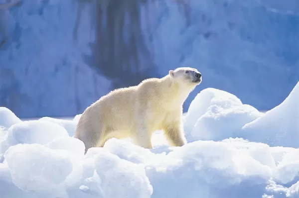 A polar bear sniffs the Arctic air