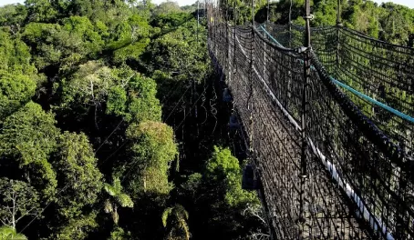 50m above ground on the canopy walk