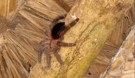 A tarantula