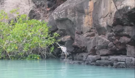 Blue Heron in the blue lagoon
