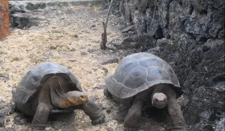 A pair of Galapagos tortoises