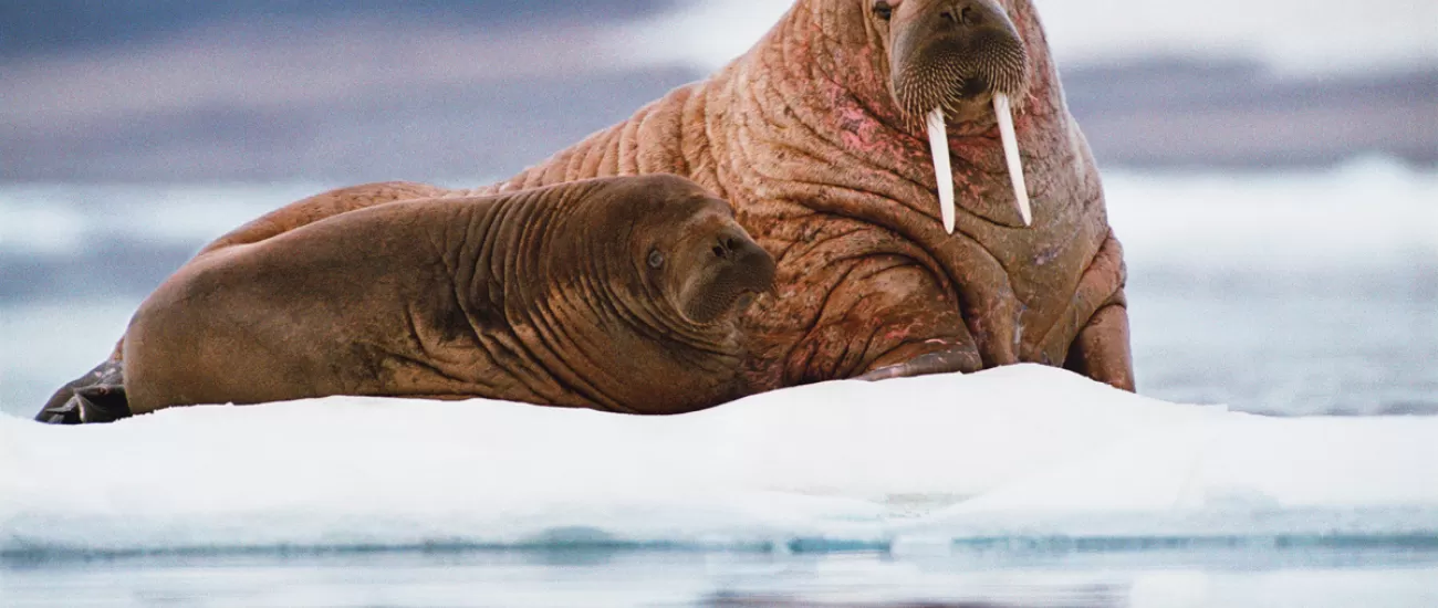 Walrus and her pup