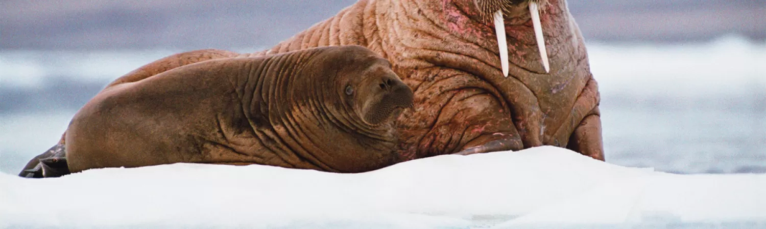 Walrus and her pup