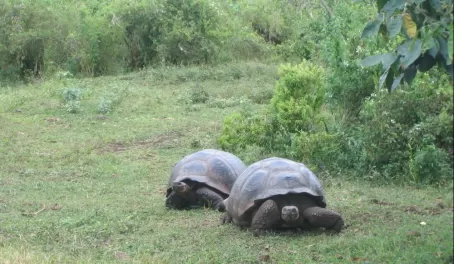 Tortoise racing - the competition is fierce