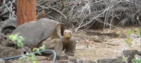 The late Lonesome George