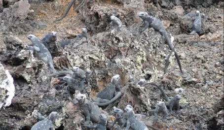 How many marine iguanas can you find? 