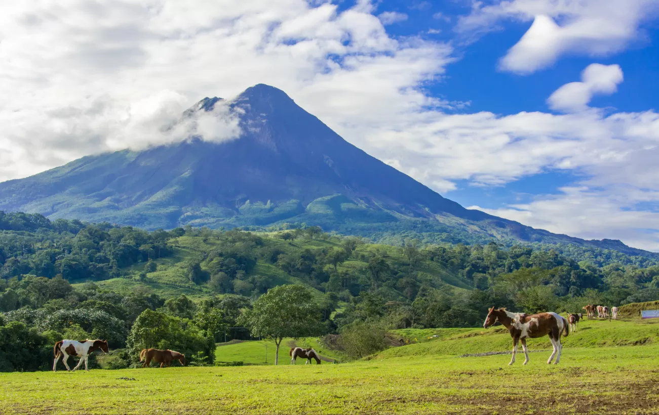 Horses on pasture near Arenal Volcano