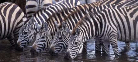 Zebra herd drinking water