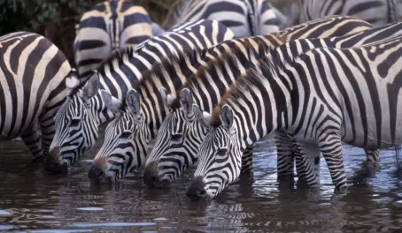 Zebra herd drinking water