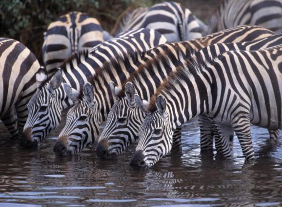 28 Best African Safaris, Small Ship Cruises & Tours for 2022-2023