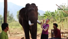 Elephant feeding time