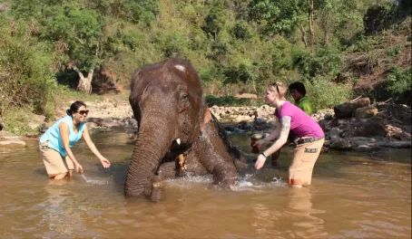 Elephant Bath Time!