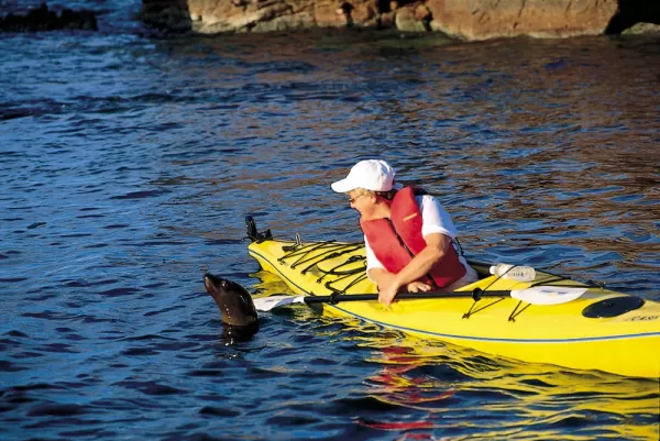 Kayaking with sea lions