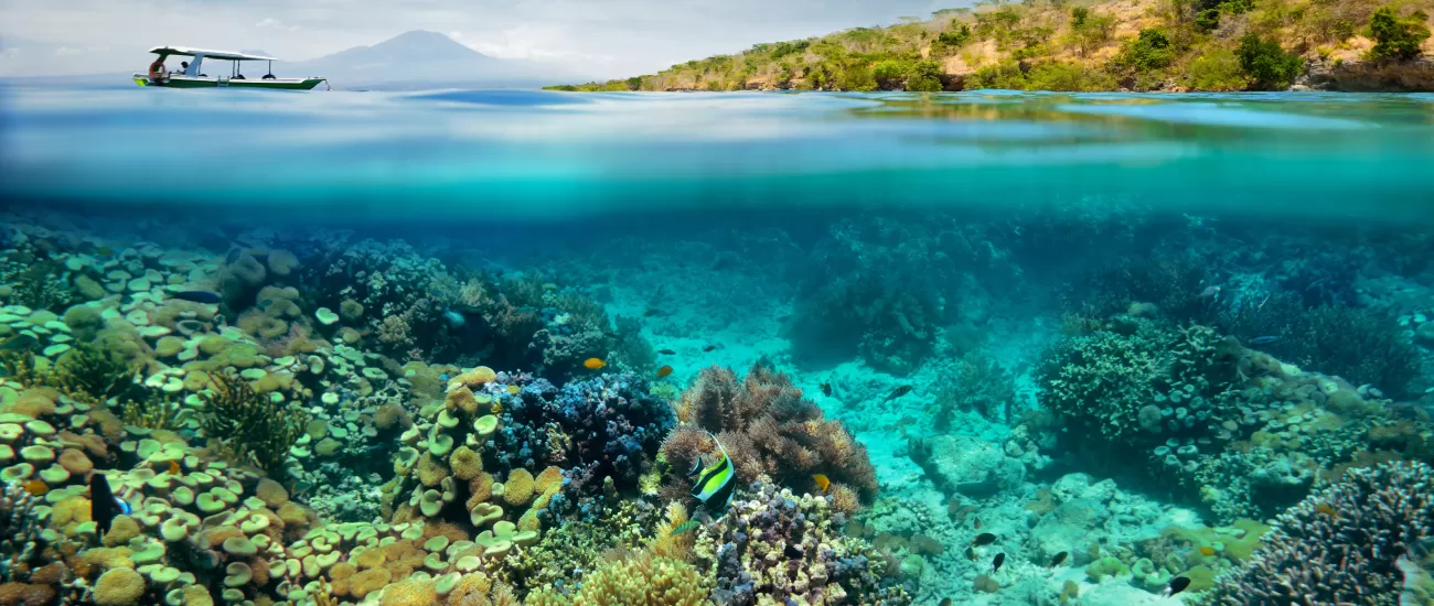 Snorkel the coral reefs of Indonesia