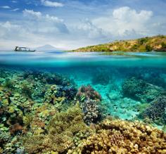 Snorkel the coral reefs of Indonesia
