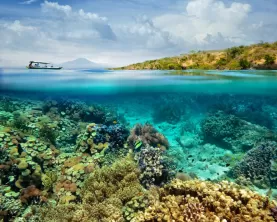 Snorkel the coral reefs of Indonesia