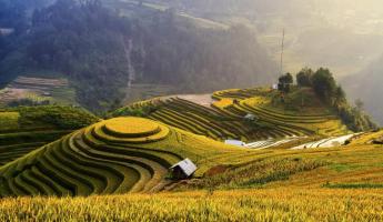 Terraced rice fields