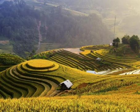 Terraced rice fields