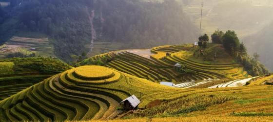 Terraced rice fields
