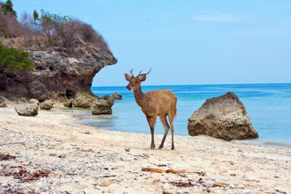 Balinese deer standing on a sandy beach