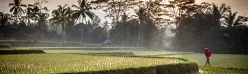 A Balinese farmer checks on his crop