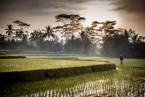 A Balinese farmer checks on his crop