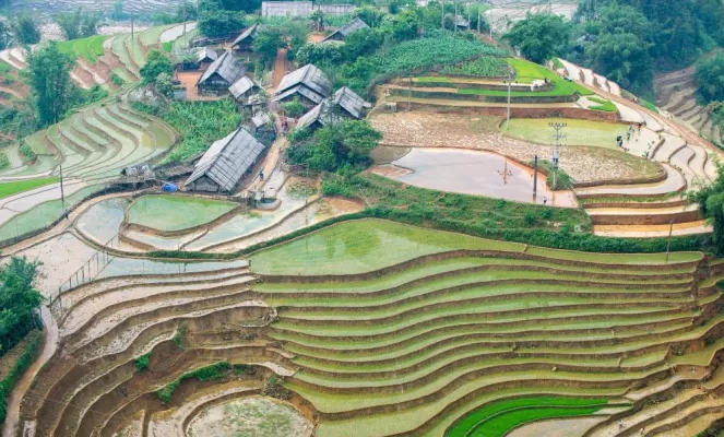Rice paddy terraces during planting season