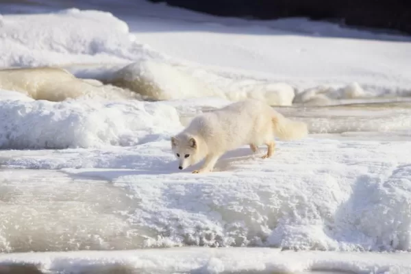 An Arctic fox scouts the terrain