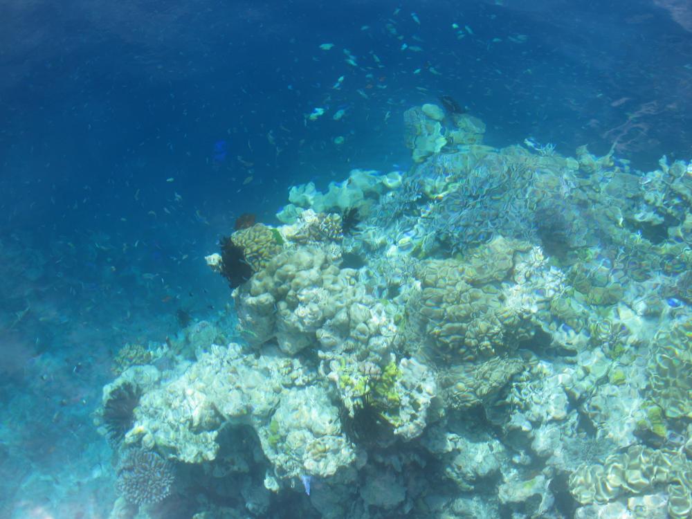 Barrier Reef Traveller