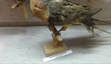 One of the last Carrier Pigeons at Grand Manan Museum