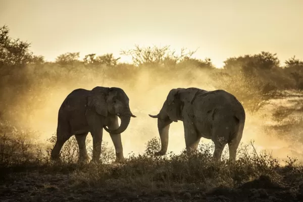 Elephant battle